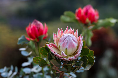 Close-up of pink flowers blooming outdoors