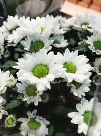 Close-up of white daisy flowers