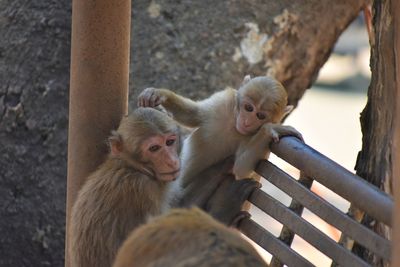 Monkeys against clear sky