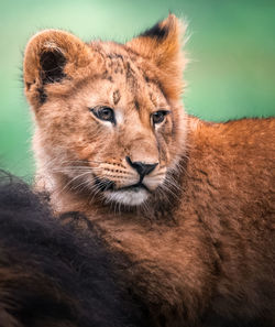 Lioness looking away