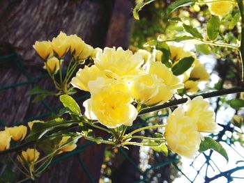 Close-up of yellow flower