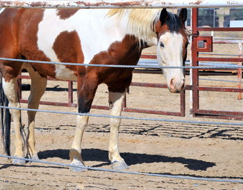 Horse standing in ranch