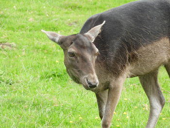 Horse standing in field