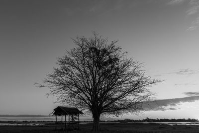 Bare tree on field against sky