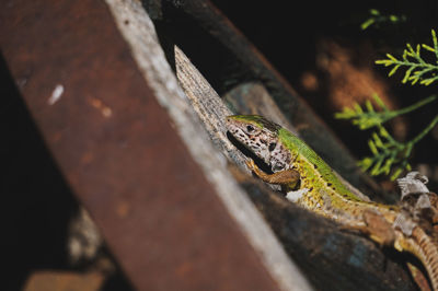 Close-up of european green lizard 