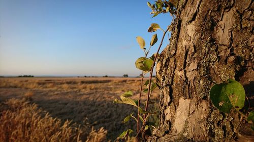 Close-up of tree trunk on field against sky