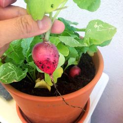 Close-up of hand holding potted plant