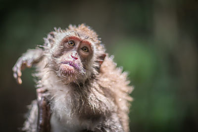 Close-up portrait of a owl