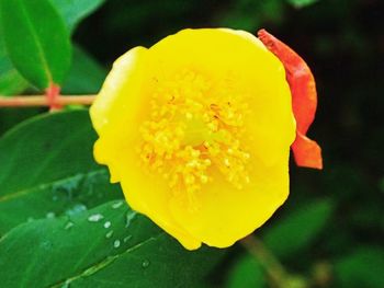 Close-up of yellow flower