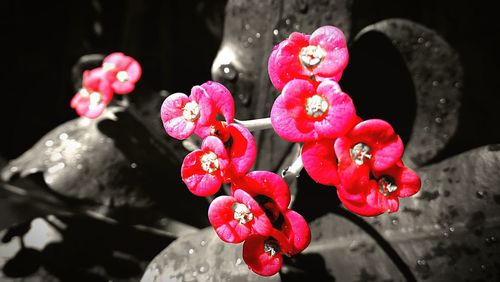 Close-up of wet pink flowers blooming outdoors