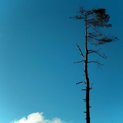 Low angle view of silhouette trees against clear sky