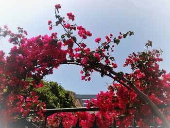 Low angle view of pink flowers