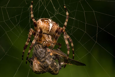 Close-up of spider on web