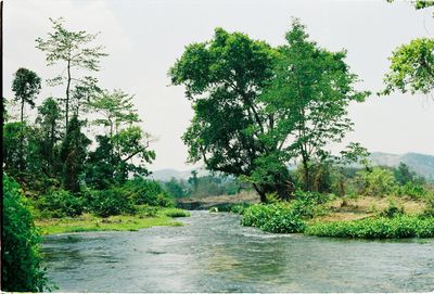 Scenic view of river amidst trees against sky