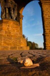 View of a snail in a temple