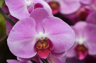 Close-up of pink orchid blooming outdoors