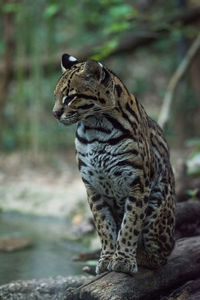 Close-up of a cat looking away, ocelot also known gattopardo, big cat