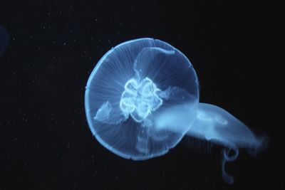 Jellyfish swimming in sea