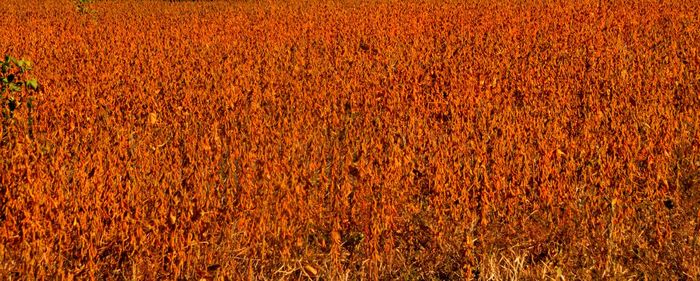 Full frame shot of rice field