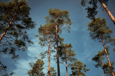 Low angle view of trees against sky