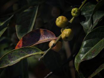 Close-up of fruits growing on tree