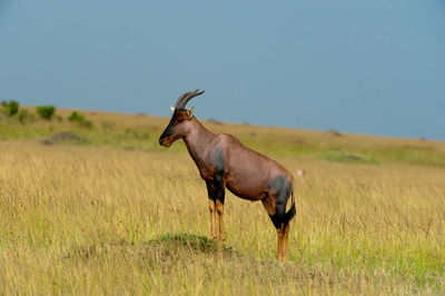 Deer standing on field