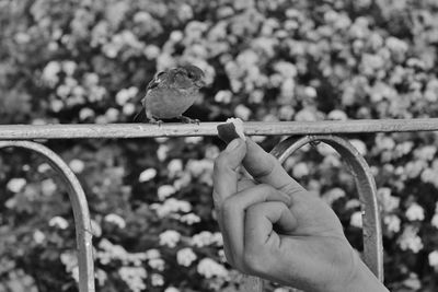 Person holding bird