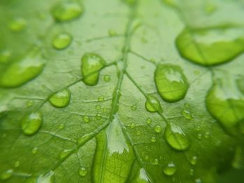 Close-up of leaves on leaf