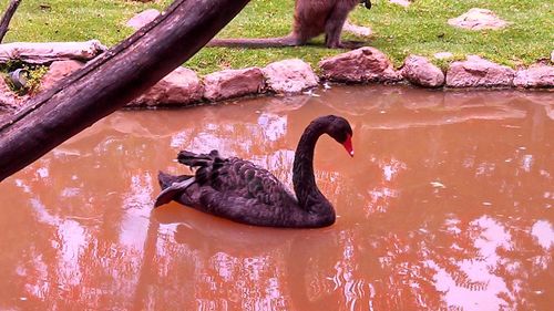 View of duck in lake at zoo