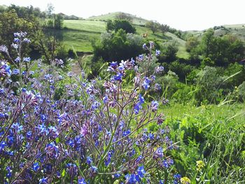 Purple flowering plants on field