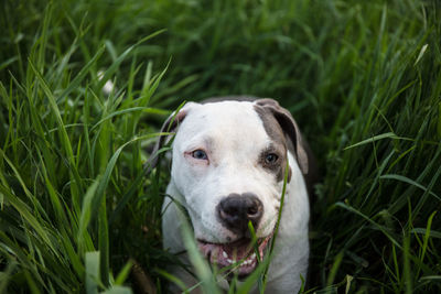 Portrait of dog on field