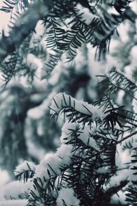 Close-up of pine tree during winter