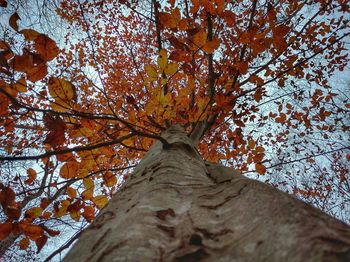 Low angle view of tree branches