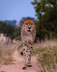 Cheetah standing on field