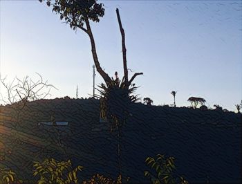 Low angle view of trees against clear sky