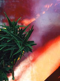 High angle view of succulent plant