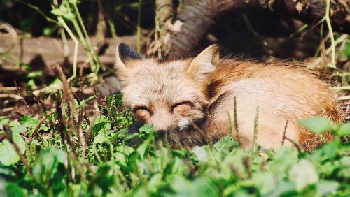 View of a fox relaxing on field