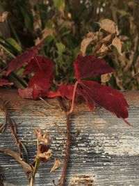 Close-up of maple leaves on plant