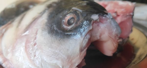 Close-up of fish in market