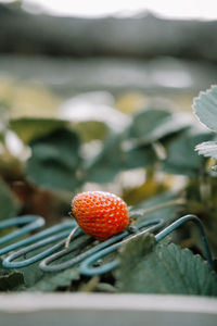 Close-up of strawberry on plant