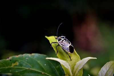 Close-up of beetle insect on leaf