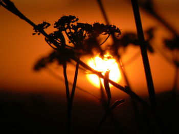 Close-up of silhouette plant against orange sunset sky