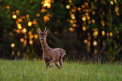 Deer standing on field