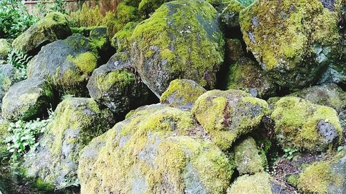 Full frame shot of moss growing on rock