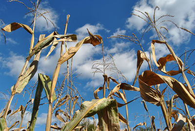 Low angle view of plants against sky