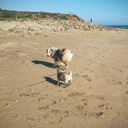 Dog at beach against clear sky