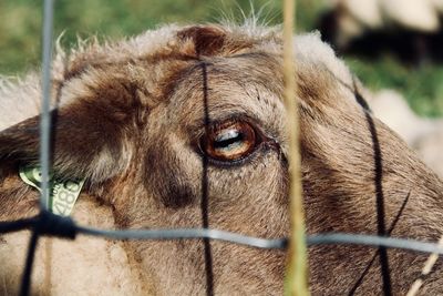 Close-up portrait of horse