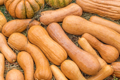 Halloween autumn decoration of pumkins. rural market concept. pumpkin background