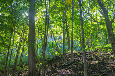 View of trees in forest