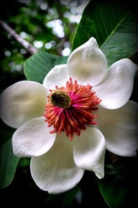 Close-up of flower